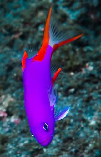 Masked Grouper, juvenile - Gracila albomarginata