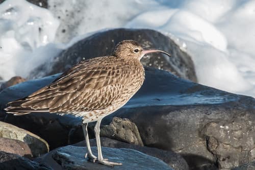 Whimbrel (Numenius phaeopus)-7025