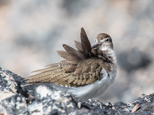 Preening Common Sandpiper (Actitis hypoleucos) (2 of 7)