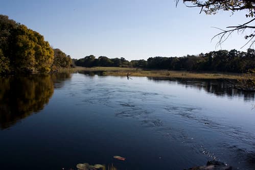 Maun
