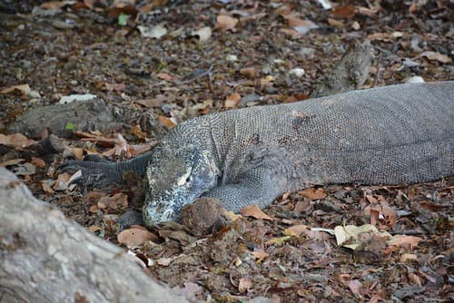 Dragon varans at Pulau Rinca (Flores, Indonesia 2016) (Kopie)