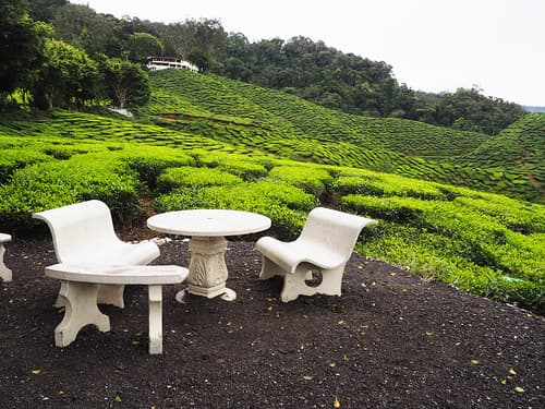 Cameron Highlands