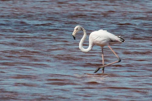 Wild Greater Flamingo (Phoenicopterus roseus)-2649.jpg