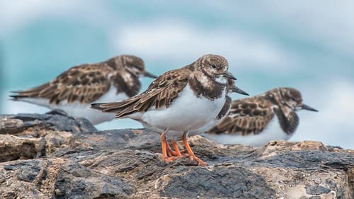 Ruddy Turnstones (Arenaria interpres)-7707