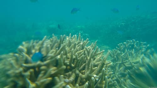 Snorkeling at Ngouja Beach 2 (Mayotte)