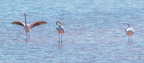 Wild Greater Flamingo (Phoenicopterus roseus)-3343.jpg