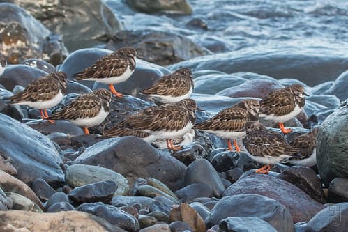 Ruddy Turnstones (Arenaria interpres)-7146