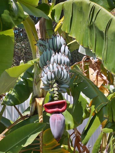 Banana flower