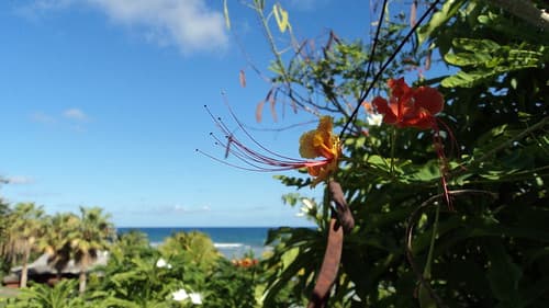 Guadeloupe Sainte Anne