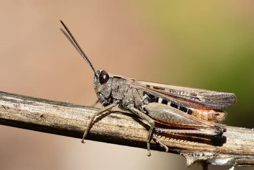 Omocestus rufipes male