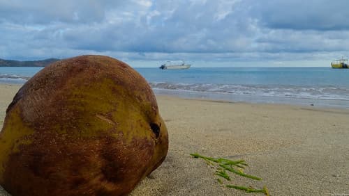 Coconut on Ngouja Beach (Mayotte)