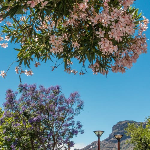 World Heritage Site, Tejeda (Gran Canaria, Spain)-5120