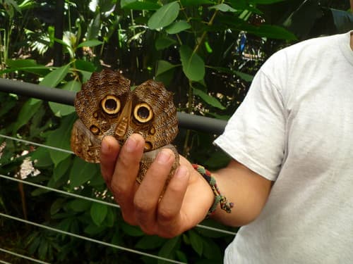 Butterfly garden - Costa Rica