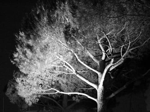 L'arbre va tomber