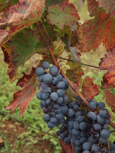 Pinot noir