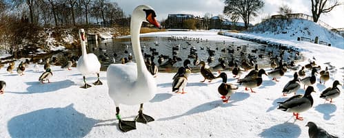 Birds in the wintertime
