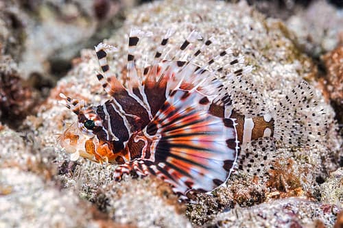 Zebra Lionfish, juvenile - Dendrochirus zebra