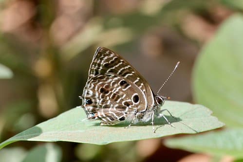 Anthene larydas (Lycaenidae: Polyommatinae: Lycaenesthini) — male