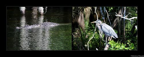 Everglades- Floride- Etats-Unis.