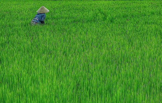 Decouverte Viet Nam