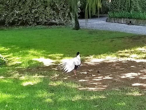UN OISEAU BLANC ET NOIR