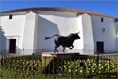 🇪🇸 🇪🇺 Toro (Ronda, Andalucía, España, 14-6-2018)