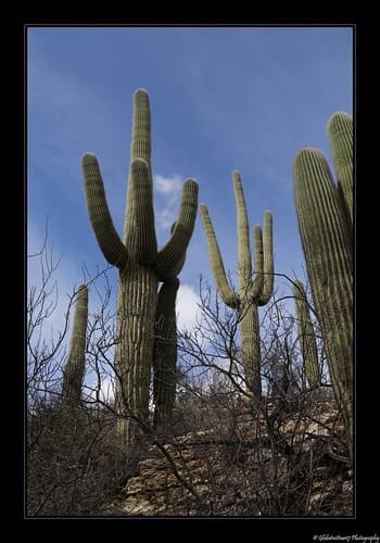 Saguaro National Park- Arizona- Etats-Unis.
