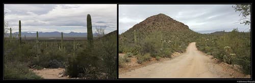 Saguaro National Park- Arizona- Etats-Unis.