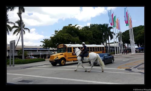 School Bus- Miami- Etats-Unis.