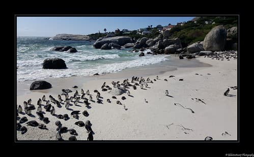 Foxy Beach- Boulders National Park- Afrique du Sud- South Africa.