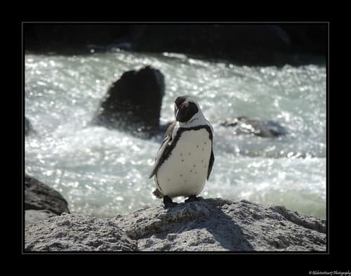 Foxy Beach- Boulders National Park- Afrique du Sud- South Africa.