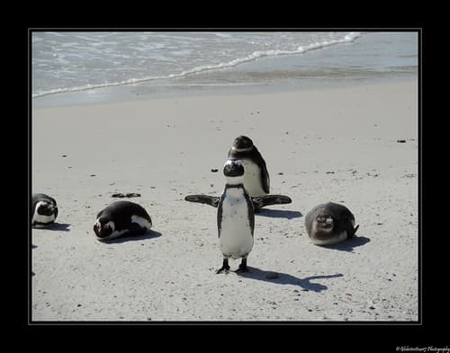 Foxy Beach- Boulders National Park- Afrique du Sud- South Africa.