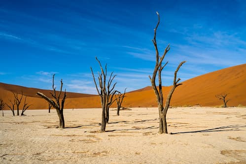 Deadvlei Trees