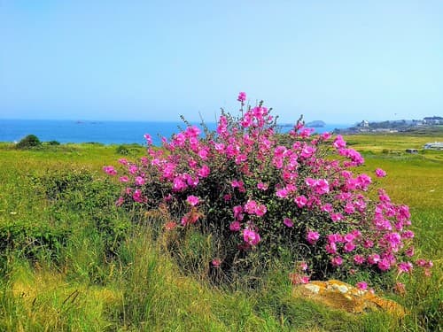 LES HIBISCUS