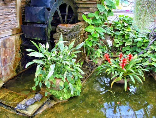 Toronto Ontario ~ Canada ~ Allan Gardens ~ Landmark Site ~ Historical Allan Gardens Conservatory ~