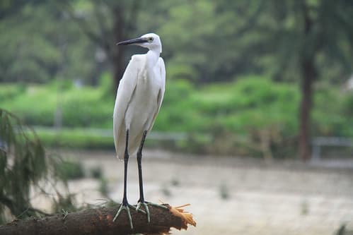 Egret, Hong kong