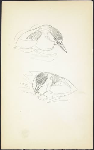Rough sketches of a bird, London Zoo / Croquis d’un oiseau, zoo de Londres