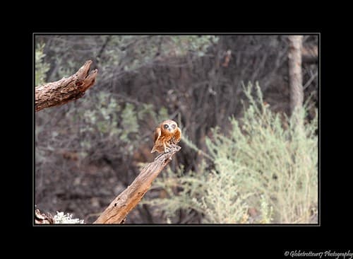 Ninox Boobook- Desert Park Alice Spring- Northern Territory- Australia