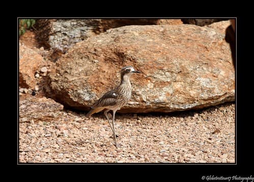 Bush Stone-Curlew. Près d' Alice Springs- Northern Territory-Australie
