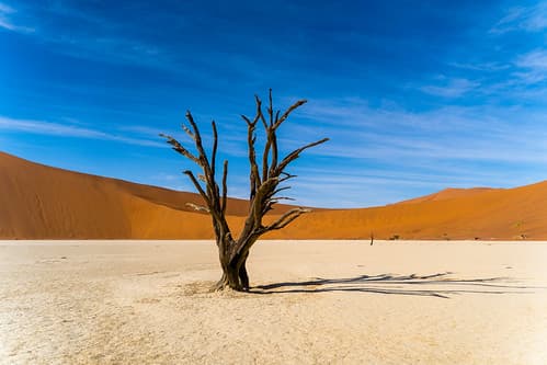 Deadvlei Tree