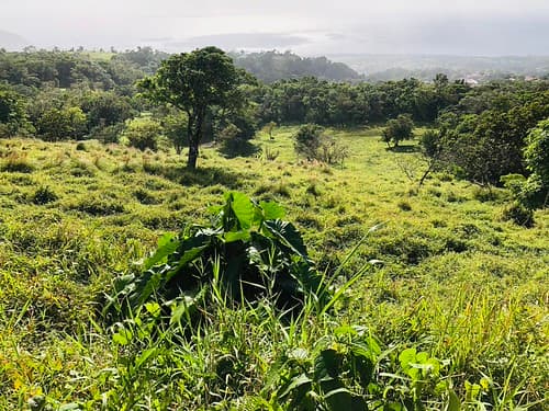 Landscape on Marie-Galante