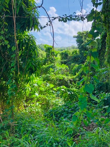 Landscape on Marie-Galante