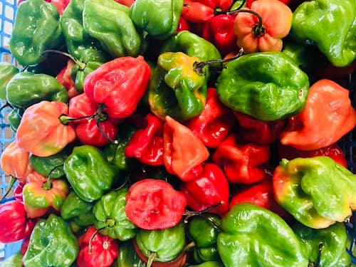Antillean peppers on the market in Sainte-Anne