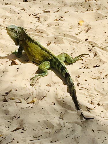 Antillean green Iguana on Plage de la Caravelle