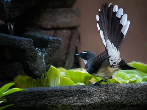 Philippine Pied Fantail, taken in my garden