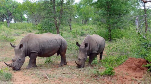 2020-Makutsi-Safari-23