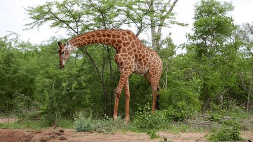 2020-Makutsi-Safari-13