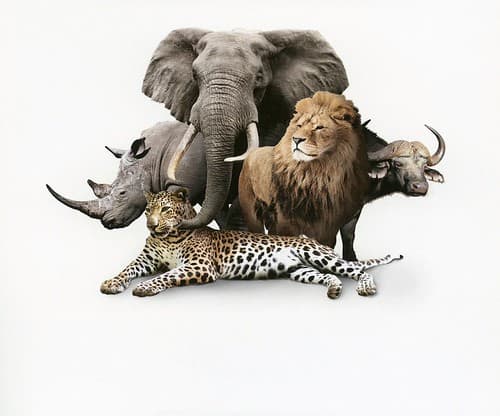 2020-Makutsi-Safari-01