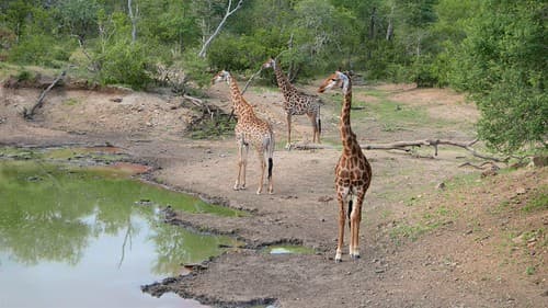 2020-Makutsi-Safari-21