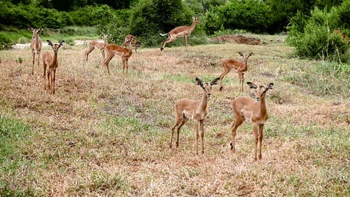 2020-Makutsi-Safari-12